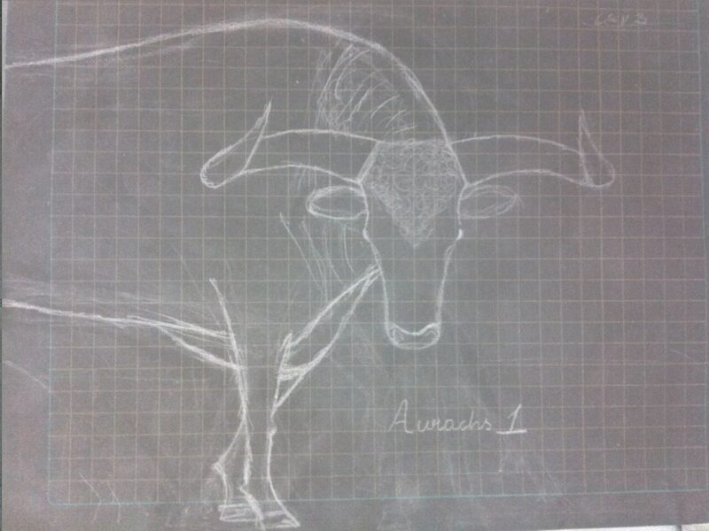 Aurochs