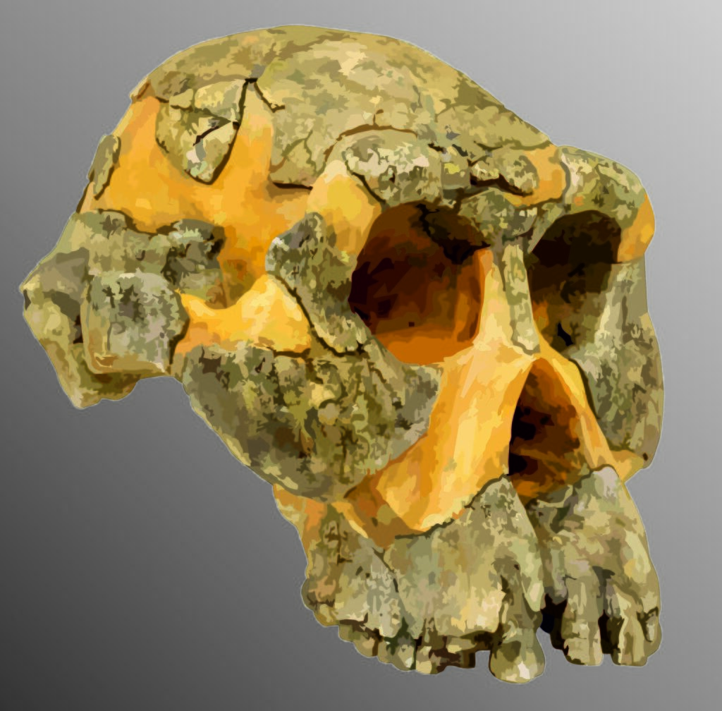 Crâne AL 444-2 d’Australopithecus afarensis