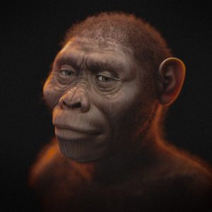 Reconstitution faciale d’Australopithecus afarensis