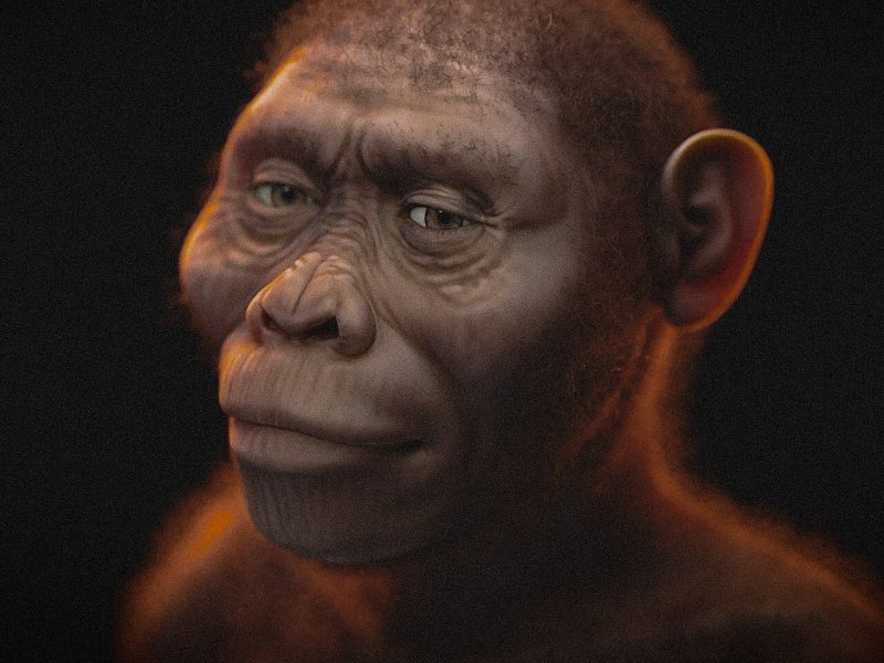 australopithecus-afarensis