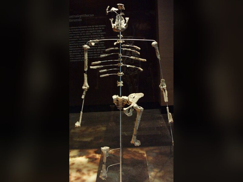 Australopithecus afarensis