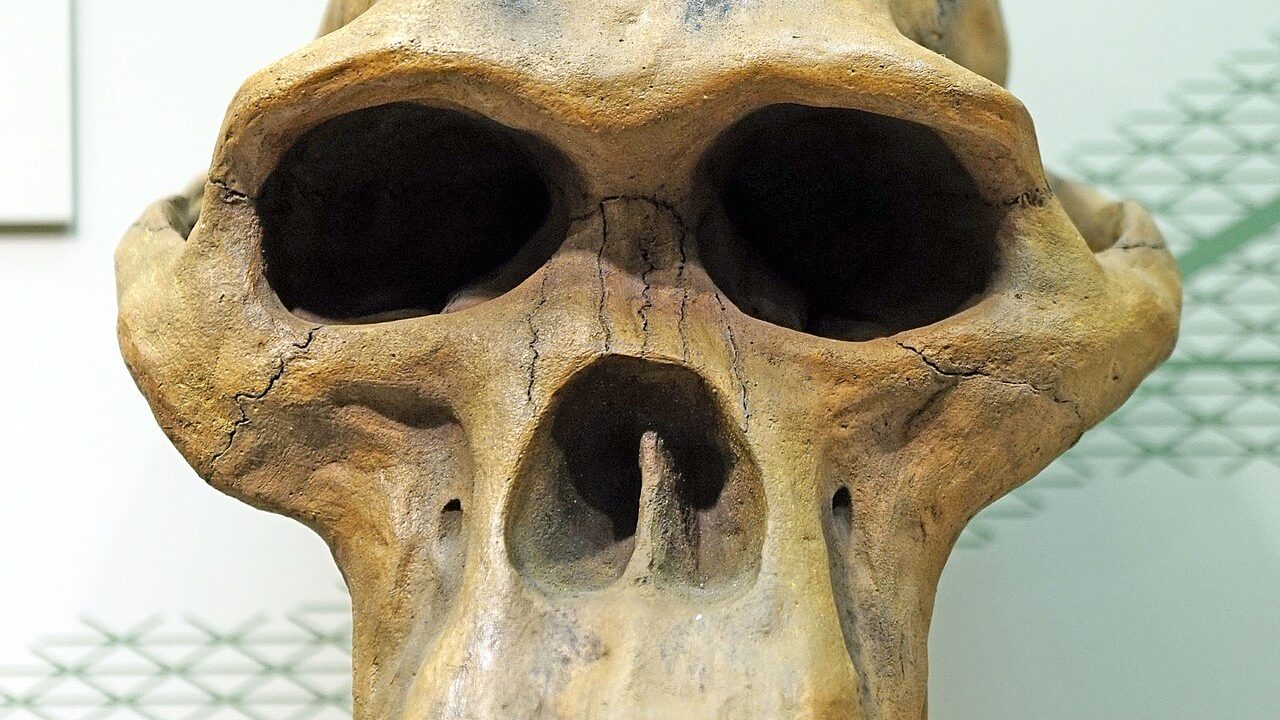 Australopithecus africanus