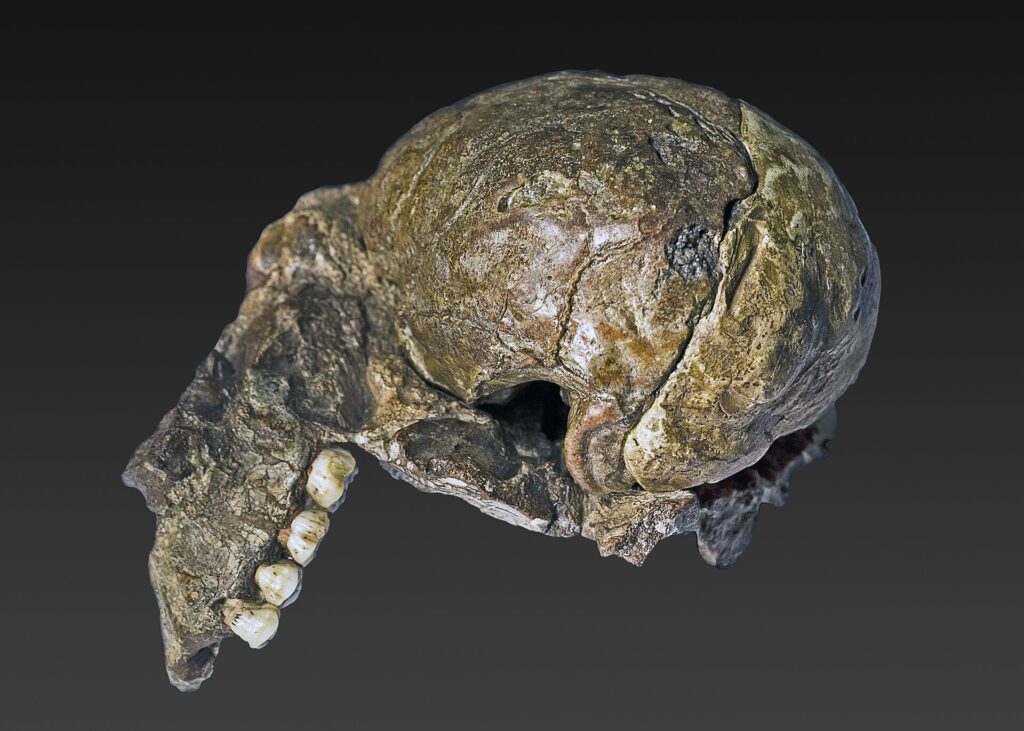Crâne fossile partiel pris dans la brèche, vue latérale