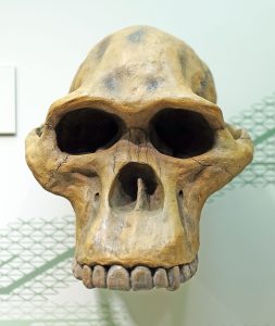 Crâne de Sterkfontein, Australopithecus africanus