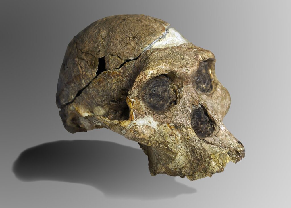 Crâne fossile de Mrs Ples, vue de trois quarts