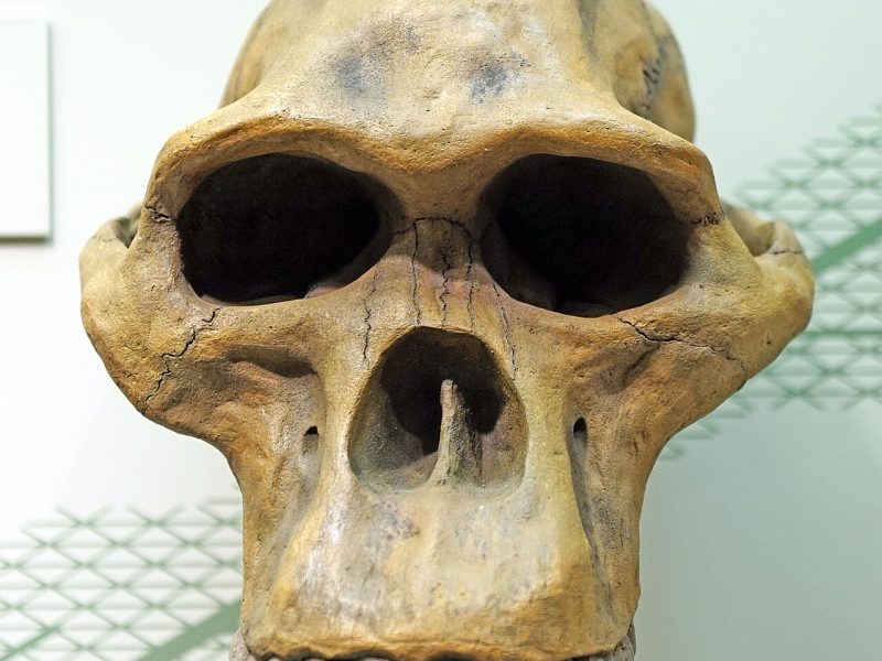 australopithecus-africanus
