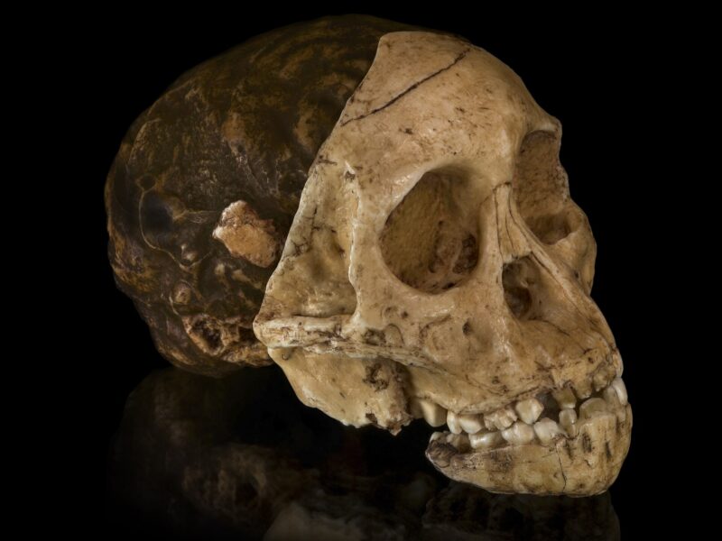 Australopithecus africanus