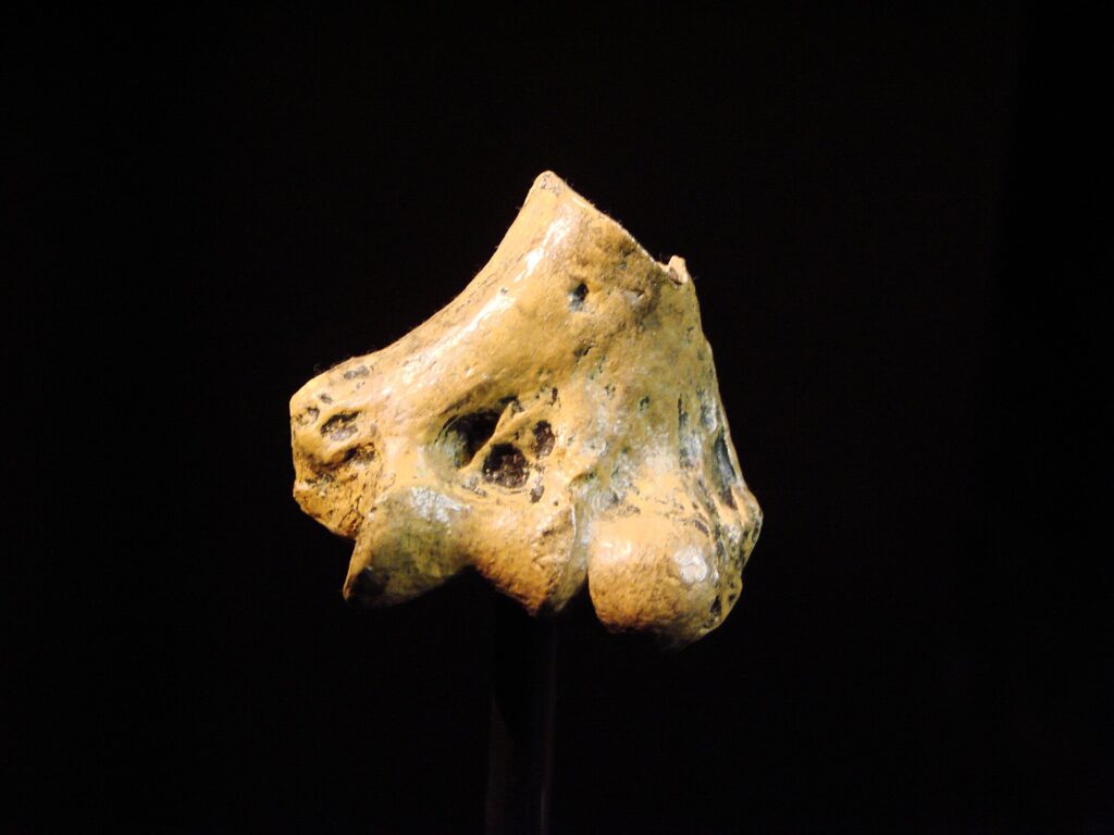 Fragment d’humérus KNM-KP 271 sur fond noir