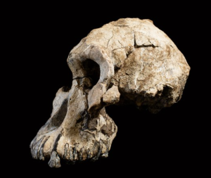 Crâne MRD, Australopithecus anamensis