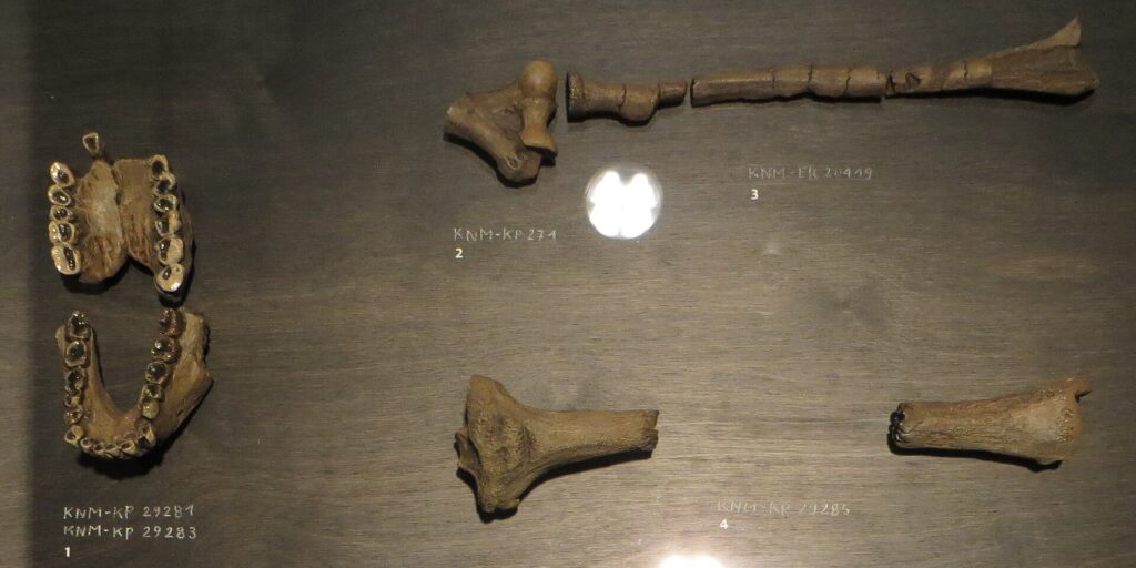 Moulages de mâchoires et d’os des membres d’Australopithecus anamensis en vitrine