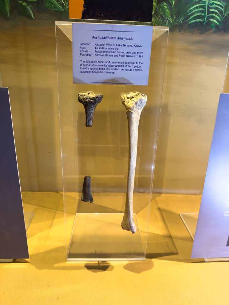 Les deux fragments du tibia de Kanapoi à côté d’un tibia complet