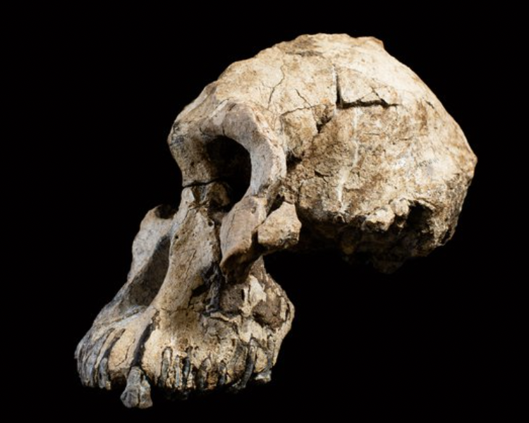 australopithecus-anamensis