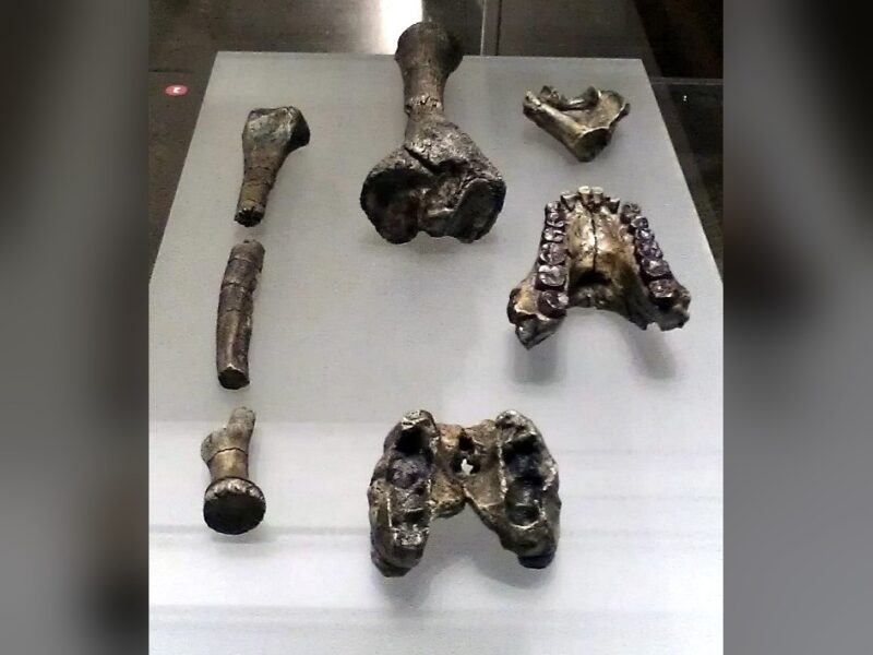 Australopithecus anamensis