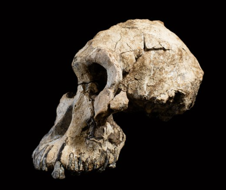 Australopithecus anamensis