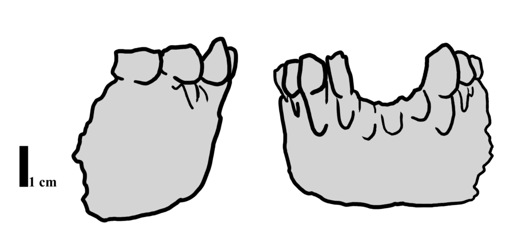 Dessin de la mandibule d’Abel sous deux angles