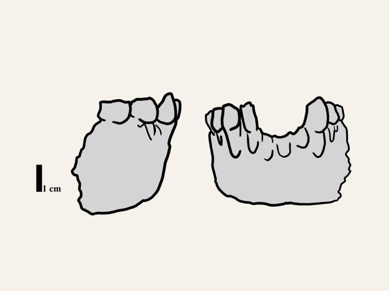 Australopithecus bahrelghazali