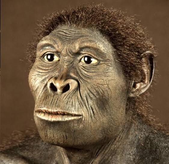 australopithecus-bahrelghazali