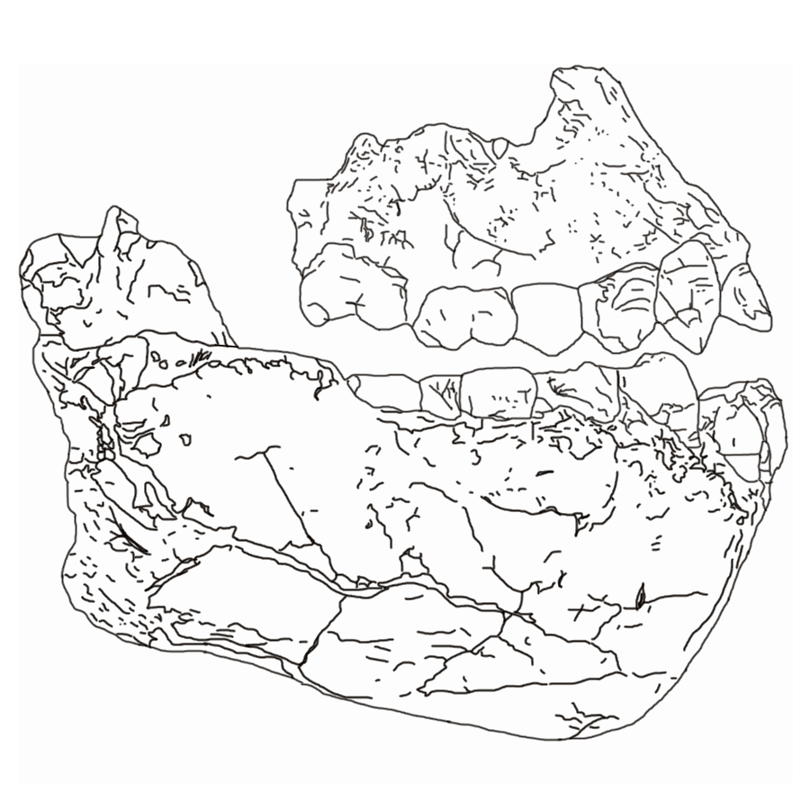 Dessin des mâchoires supérieure et inférieure d’Australopithecus deyiremeda