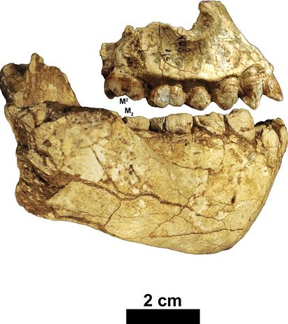 Mâchoires holotypes d'Australopithecus deyiremeda (Haile-Selassie et al., 2015)