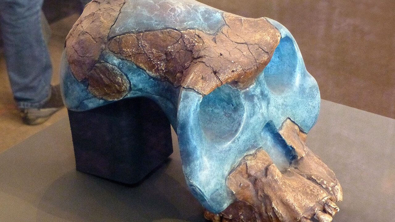 Australopithecus garhi