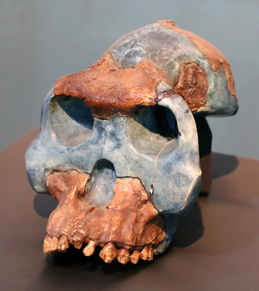 Face et denture supérieure du crâne d’Australopithecus garhi