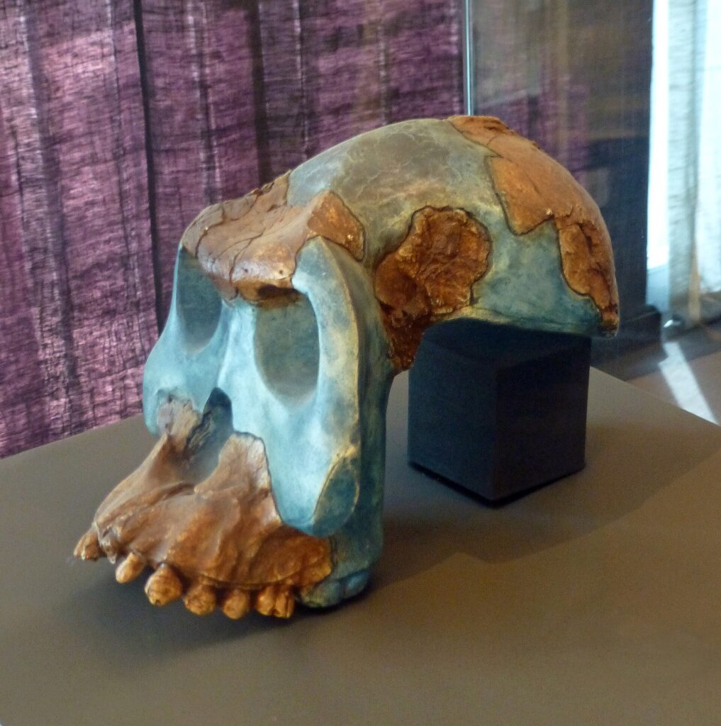 Profil du crâne reconstitué d’Australopithecus garhi