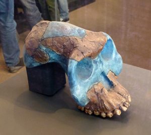 BOU-VP-12/130, Australopithecus garhi