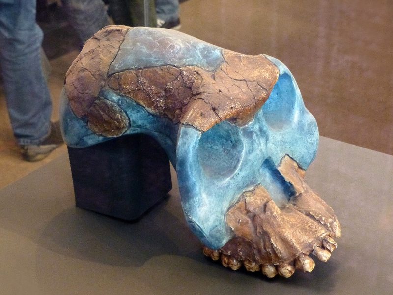 australopithecus-garhi