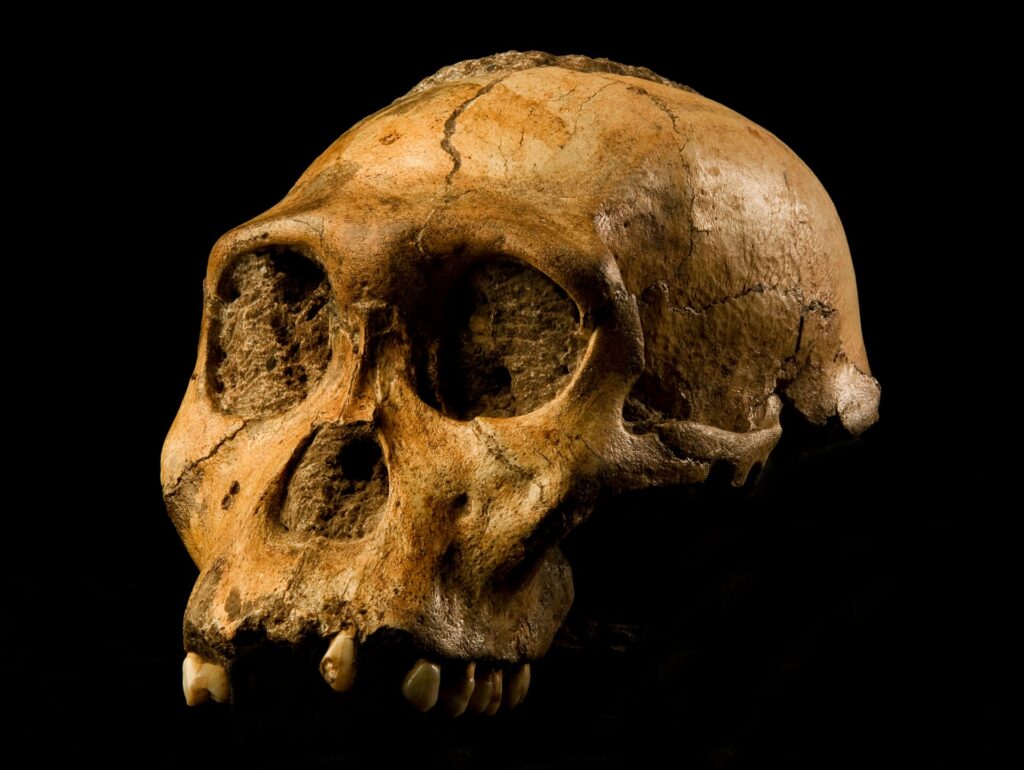 Crâne fossile de Karabo, Australopithecus sediba
