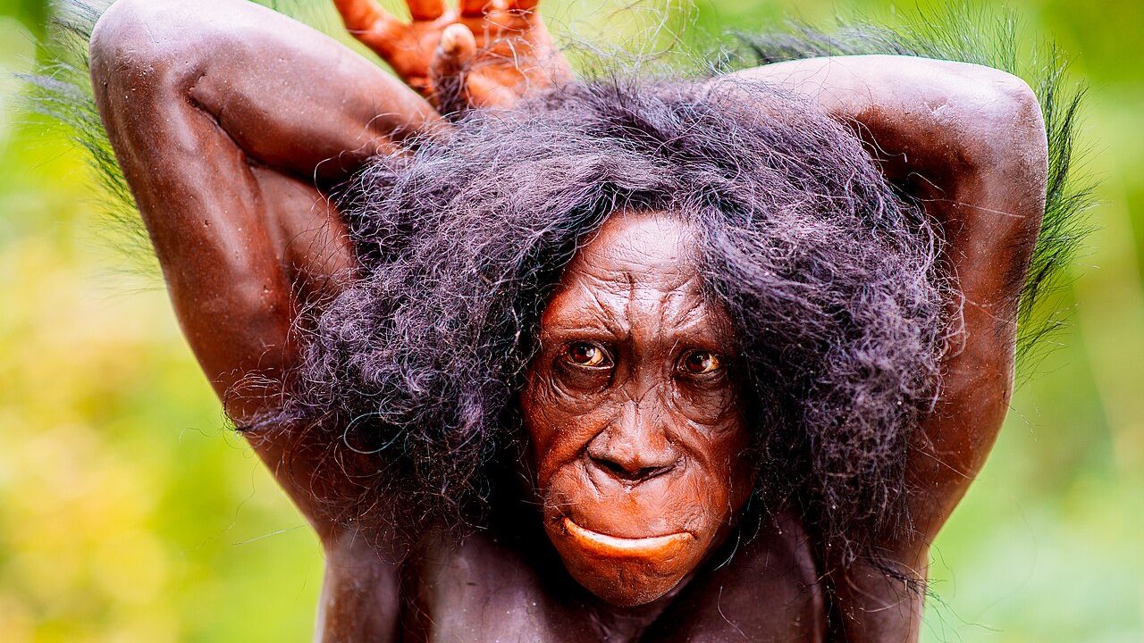 Australopithecus sediba