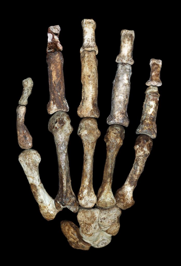 Os de la main droite d’Australopithecus sediba