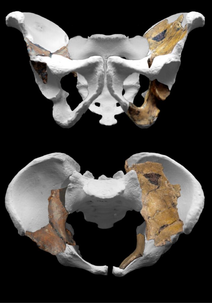 Bassin reconstitué d’Australopithecus sediba