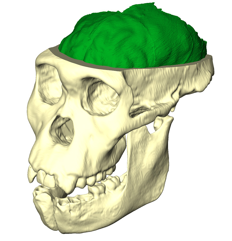Rendu 3D du moulage endocrânien de Karabo dans son crâne