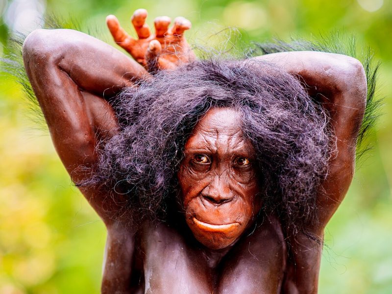 australopithecus-sediba