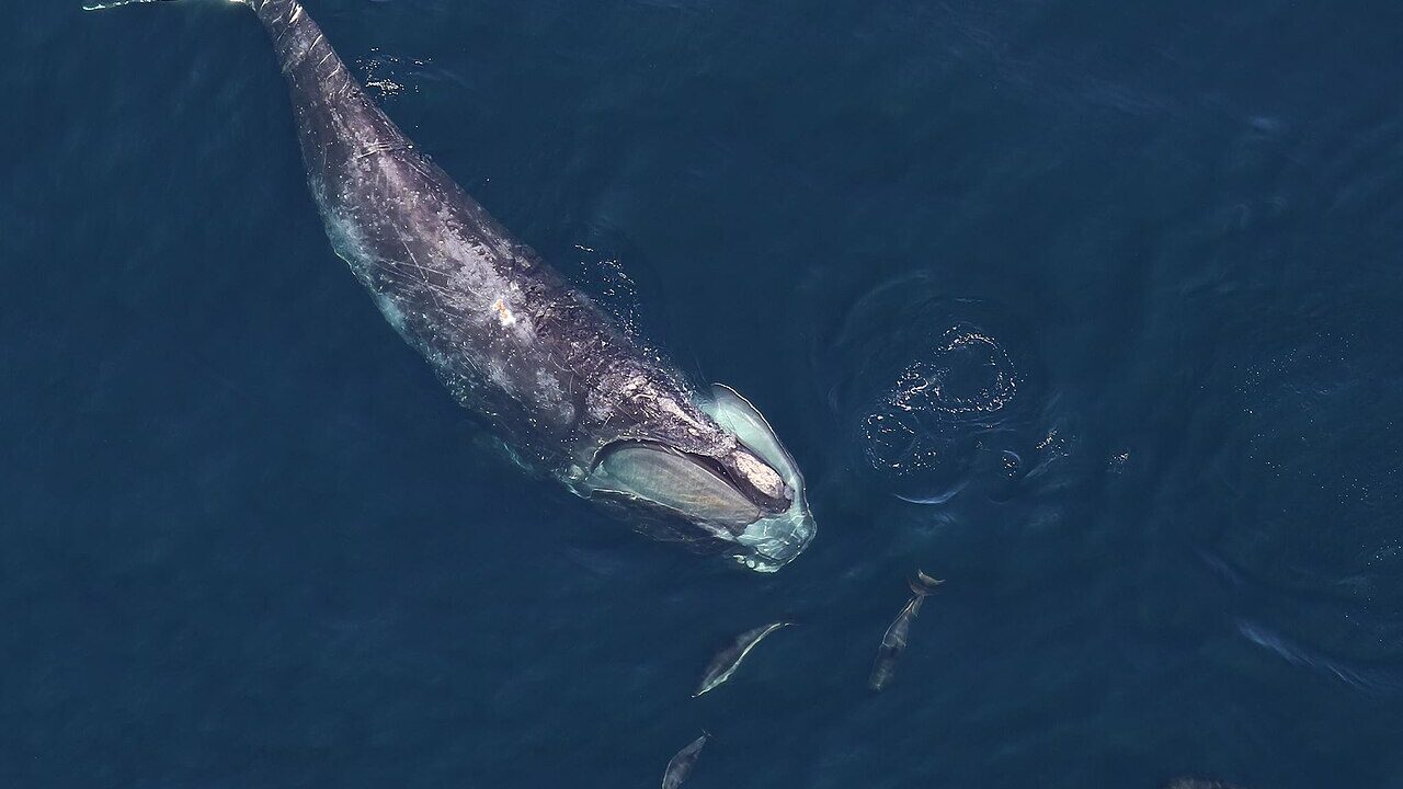 Baleine