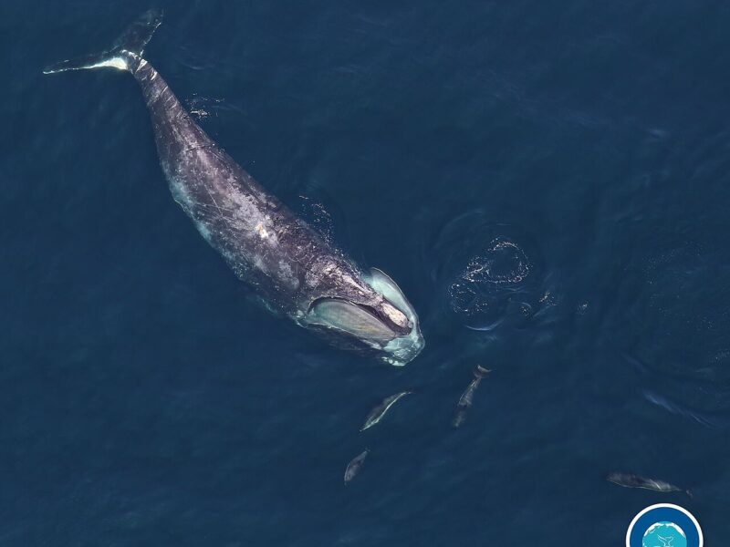 Baleine