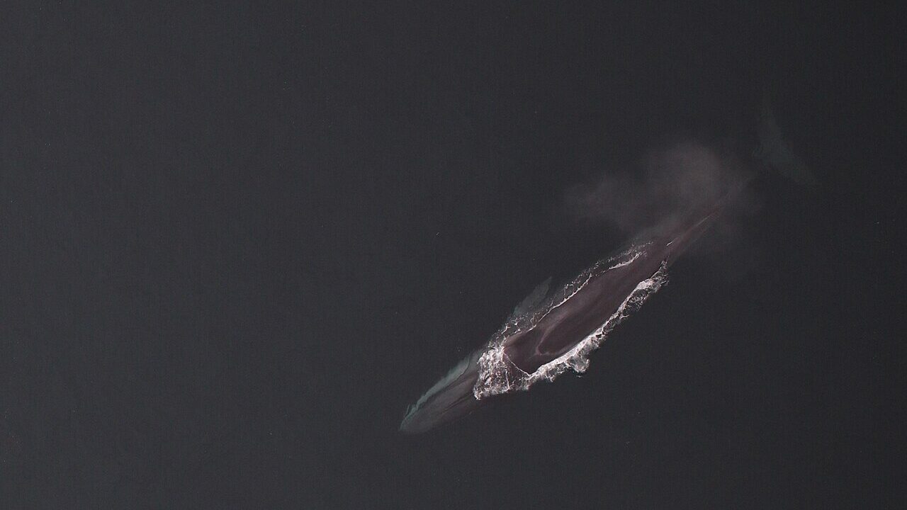 Baleine