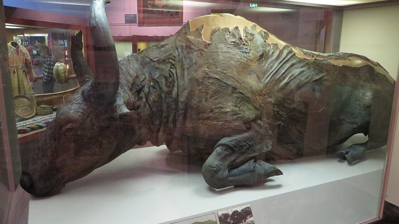 Bison des steppes