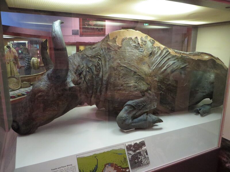 Bison des steppes