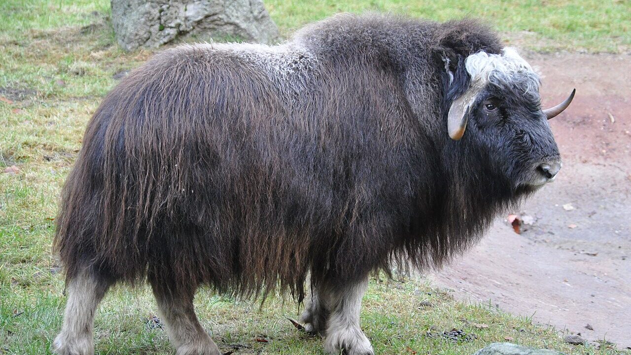 Bœuf musqué