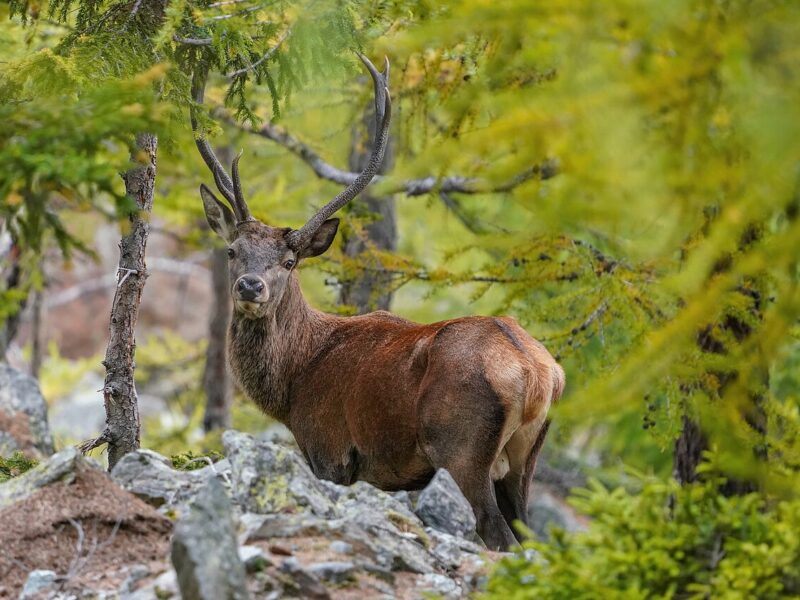 Cerf élaphe