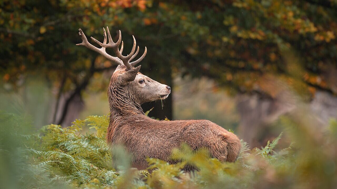 Cerf élaphe