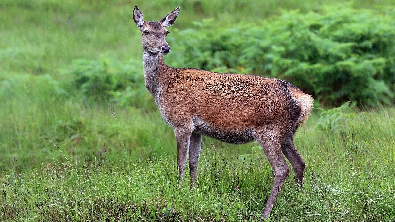 Cerf élaphe