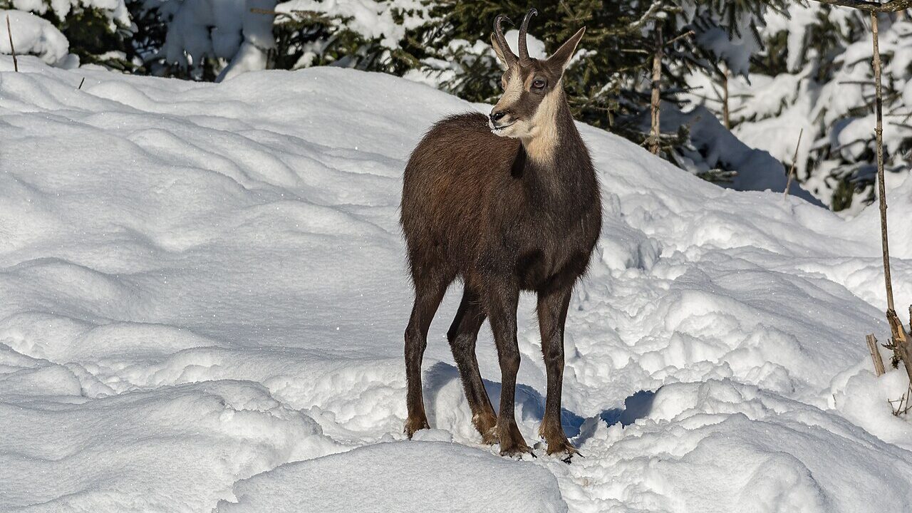Chamois