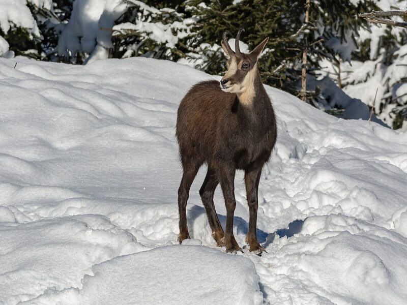 Chamois
