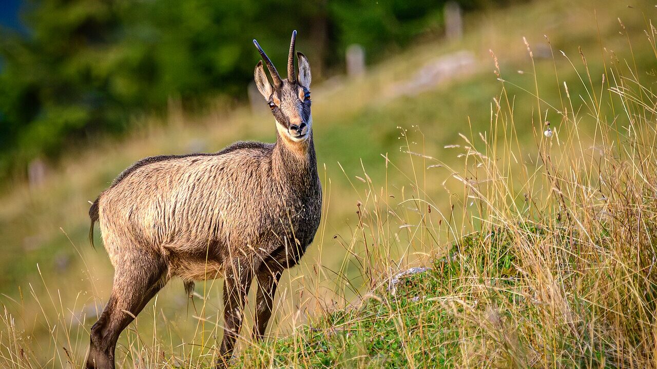 Chamois