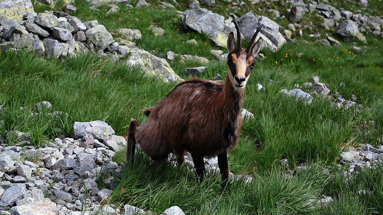 Chamois
