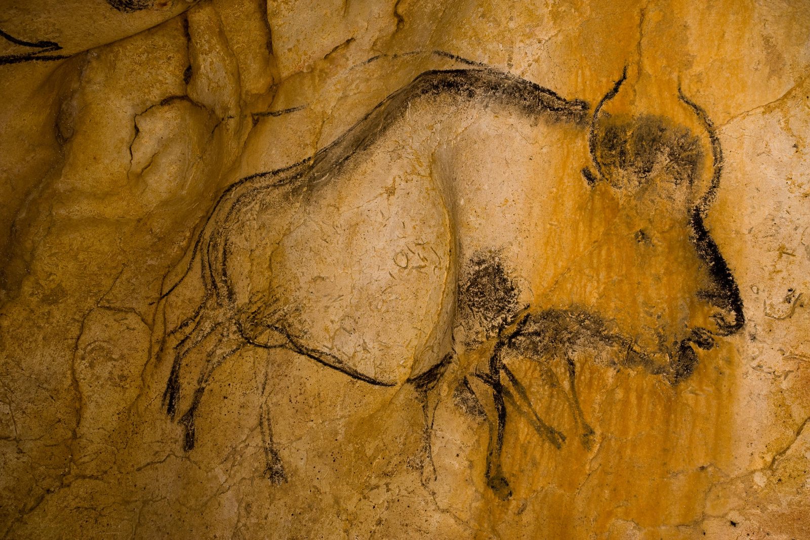 Bison en mouvement