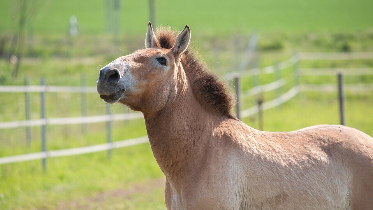 Cheval sauvage