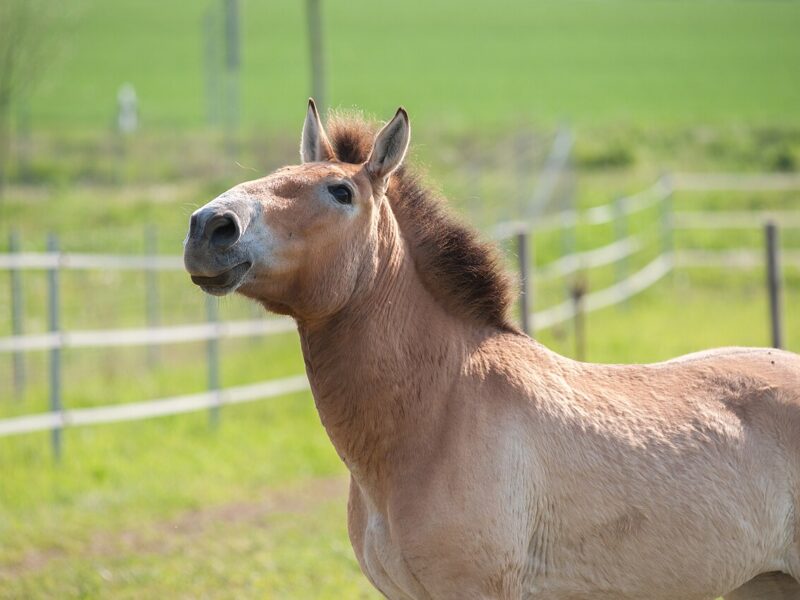 Cheval sauvage